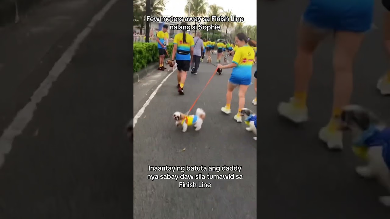 Батута находится всего в нескольких метрах от финишной линии #viral2026 #petexpress #doggierun202...