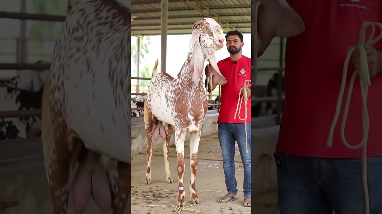 Watch the stunning Makhi Cheeni Goat Light Brown & White Speckled Coat 🐂 #shorts #makhicheenigoats