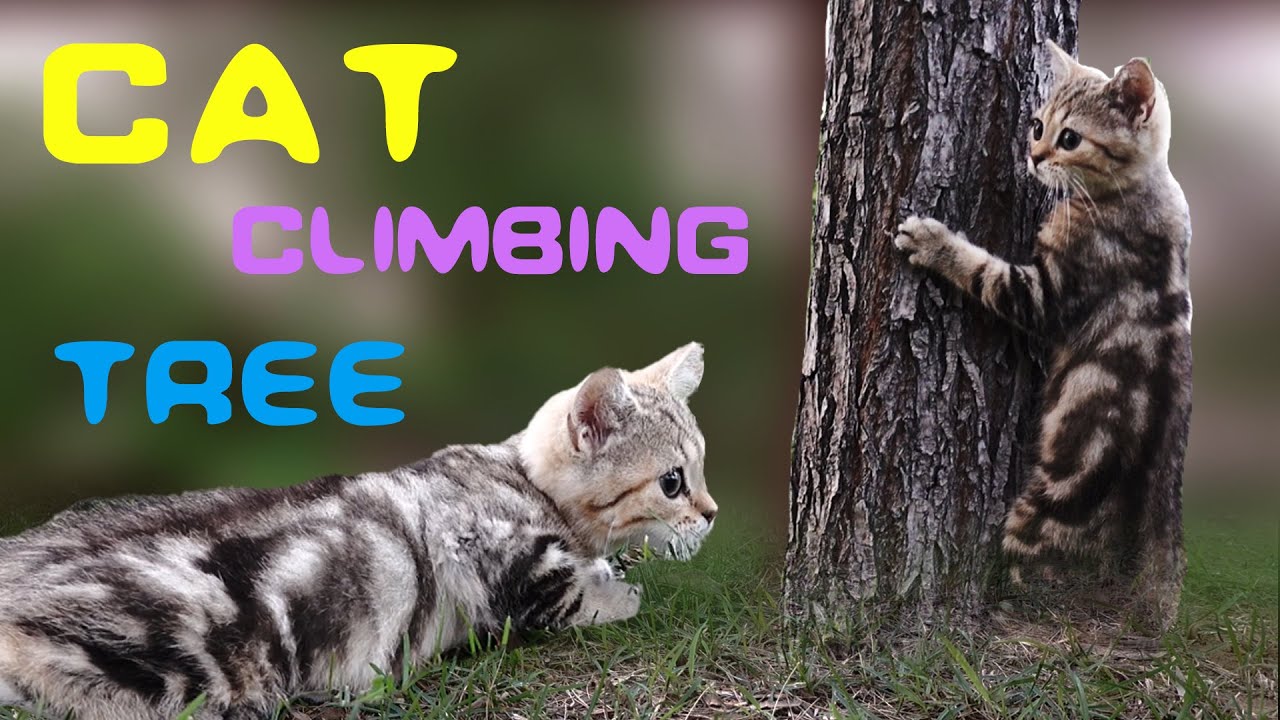 4K.Cat climbing tree | The kitten went up the tree