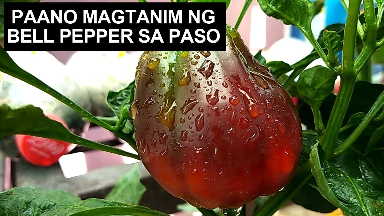 Magtanim Ng Bell Pepper Sa Container