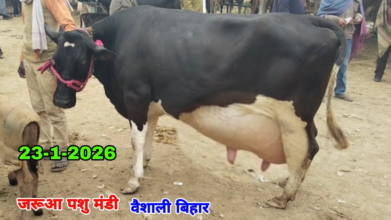 हमारे सब्सक्राइबर भाई ने डेयरी फार्म के लिए जरूआ पशु मंडी वैशाली बिहार से गाय को खरीद किया. #cow 