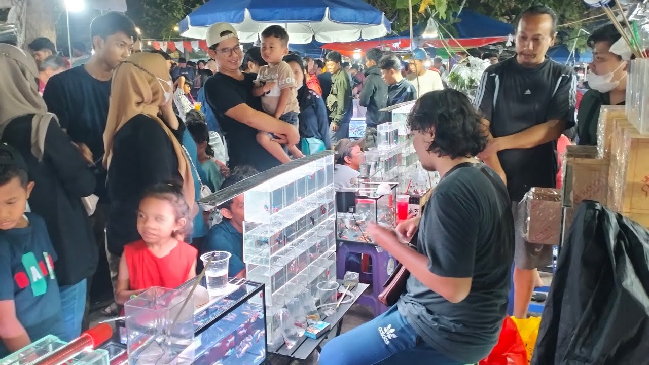 LAPAK IKAN CUPANG HM AVATAR KELAS KONTES HARGA MURAH