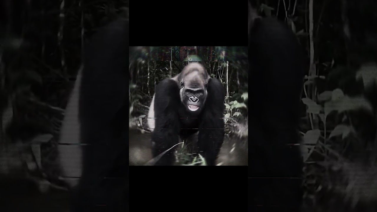 Gorillas be aura farming 🦍💀 #gorilla #edit #capcut