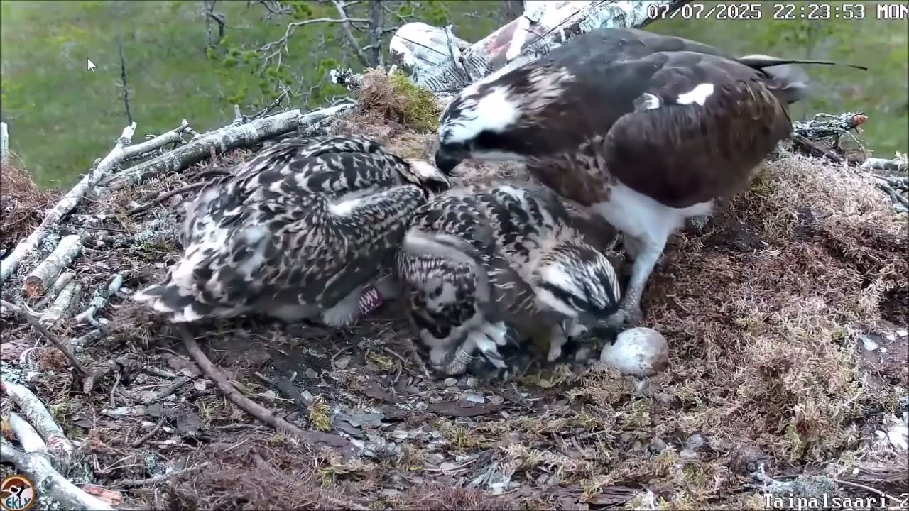 Sääksien rengastus Taipalsaarella 2025. Ringing of Ospreys in Taipalsaari 2025.