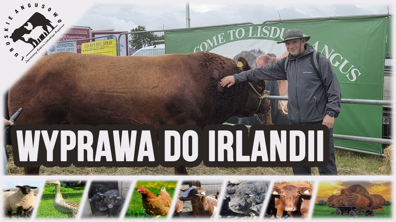 Lubuskie Angusowo - S9 E13 - Wyprawa do Irlandii - Tullamore Show 2026