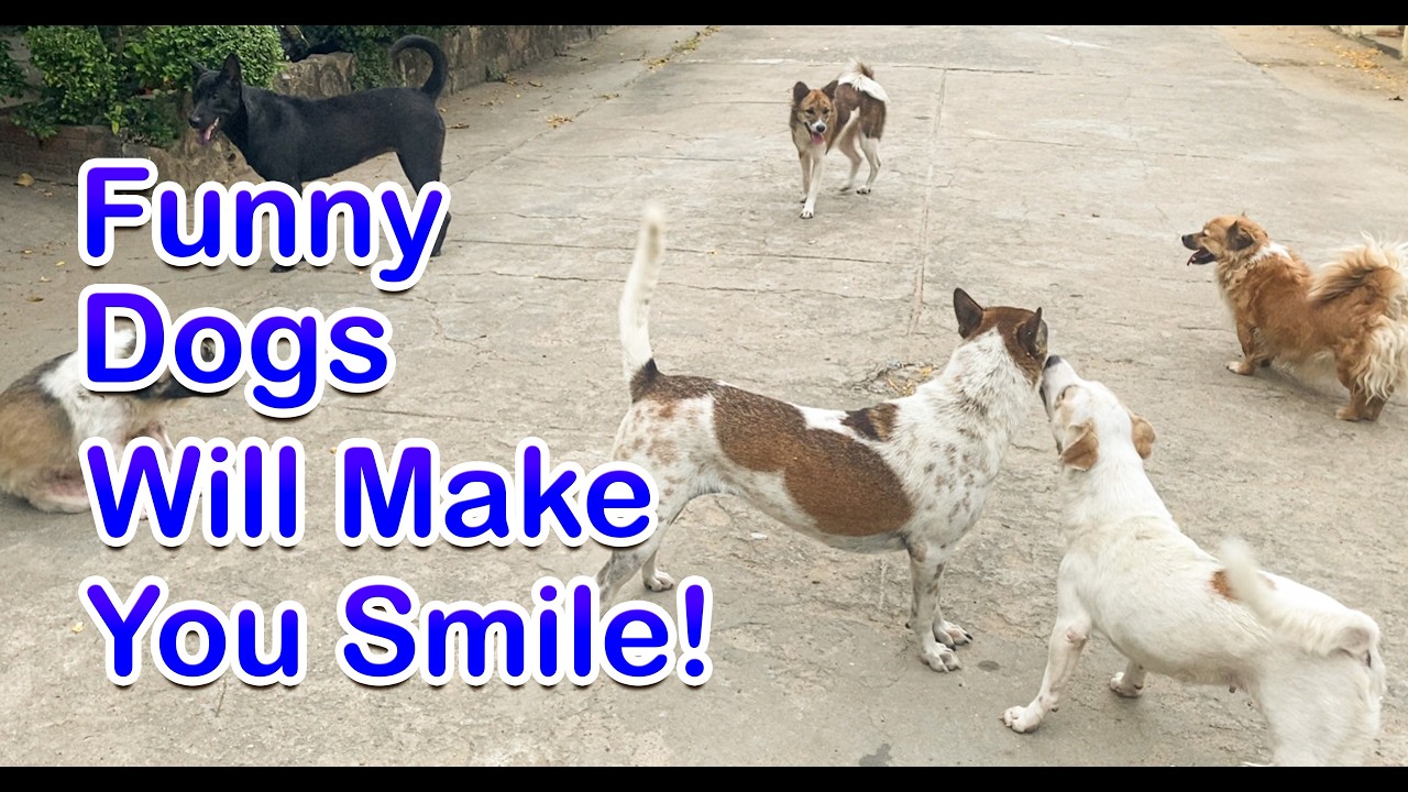 Funny Dogs Will Make You Smile !