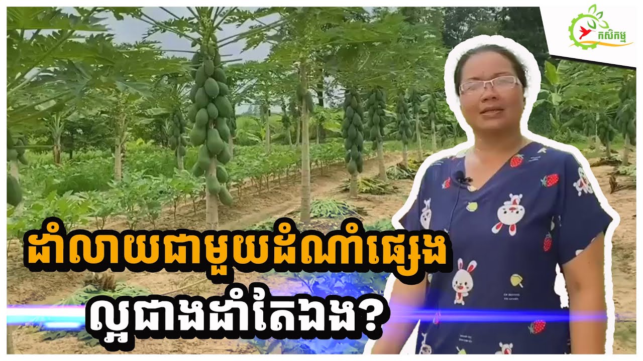 ហេតុអ្វីកសិករថៃនិយមដាំល្ហុង លាយឡំជាមួយដំណាំផ្សេងៗ?