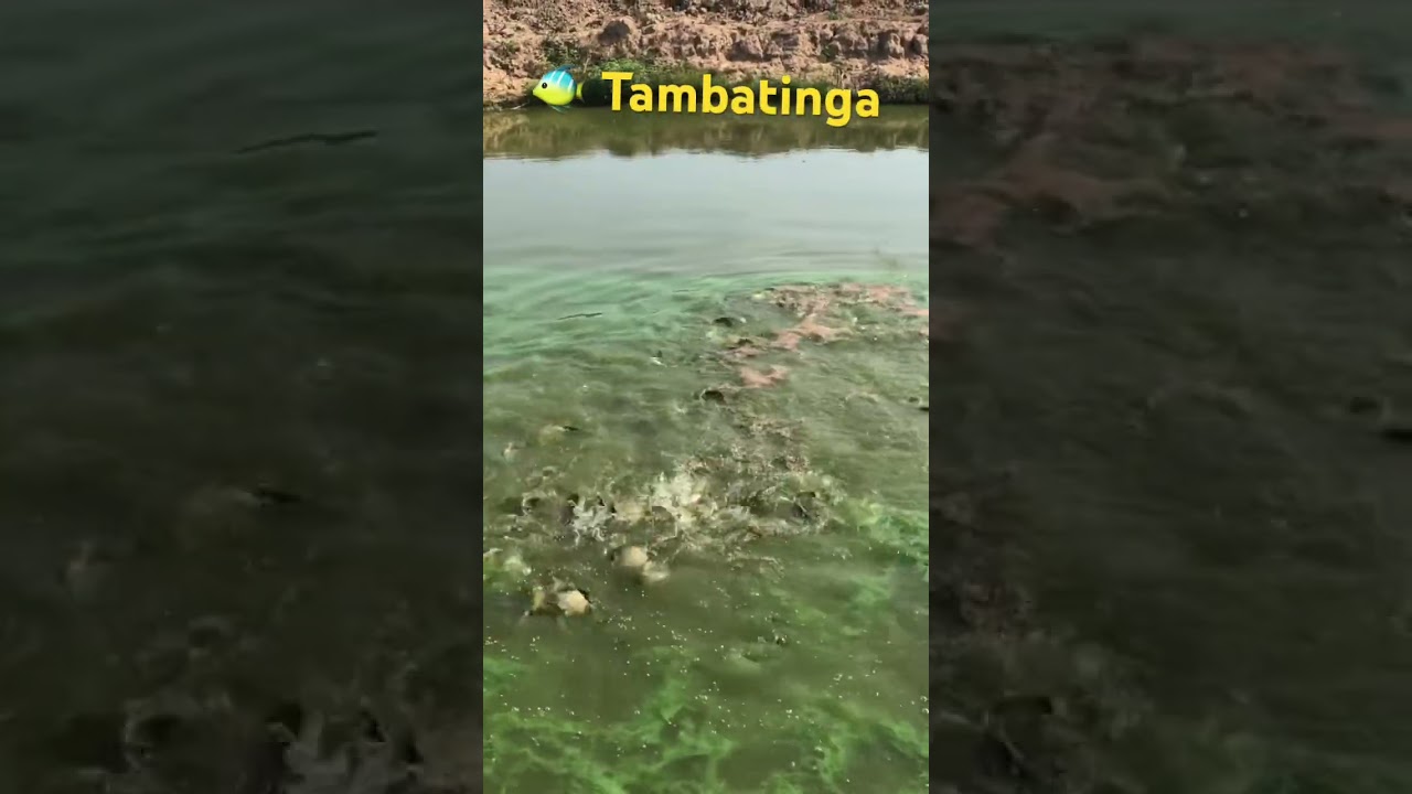 #tambatinga #a&ccedil;ude #peixes #peixe #peixegrande #peixesgrandes #tambaku