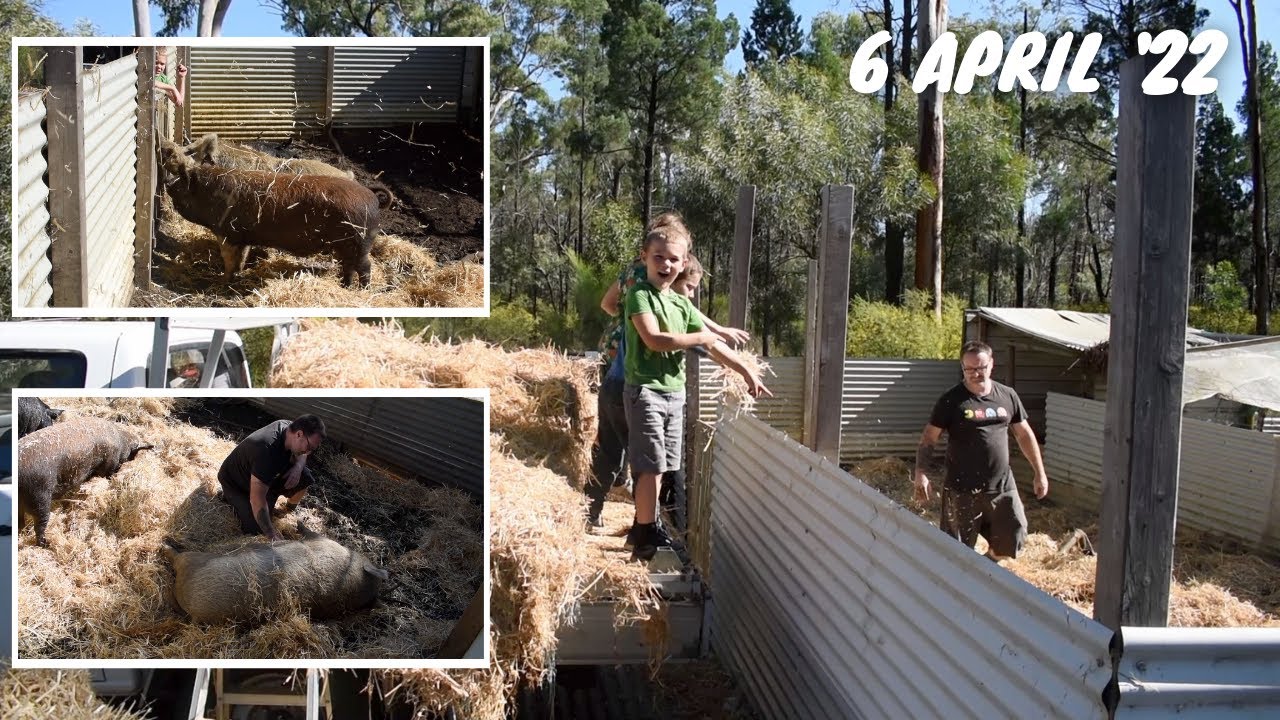 VLOG024 | Farmwork, Pigs, Chooks, Ducks, Homestead, Kids, Straw, Belly Rubs | No Talking, Music Only