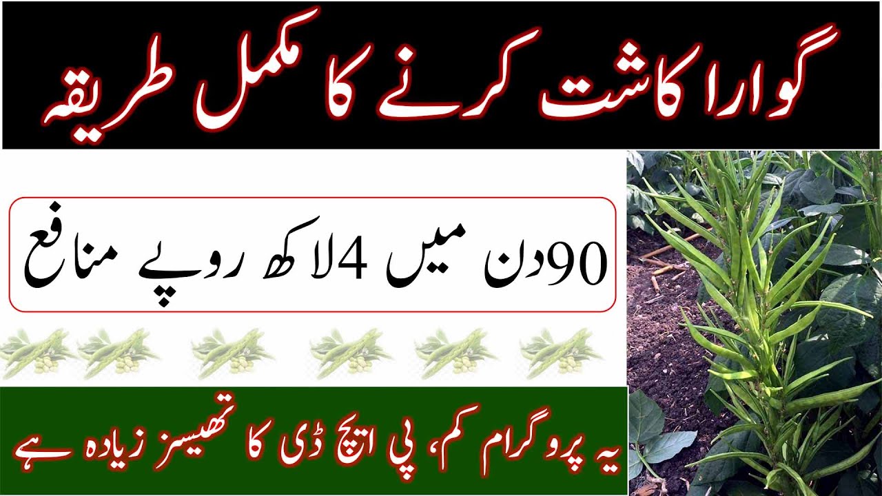 Cluster Bean sowing|Gawar ki kashat Ka tareeqa|Annual legume crop|گوار کی کاشت کا مکمل طریقہ