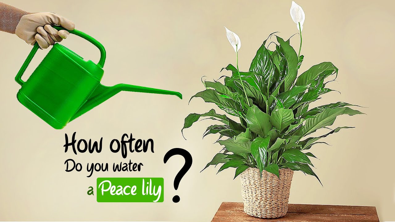How often do you water a Peace lily ?