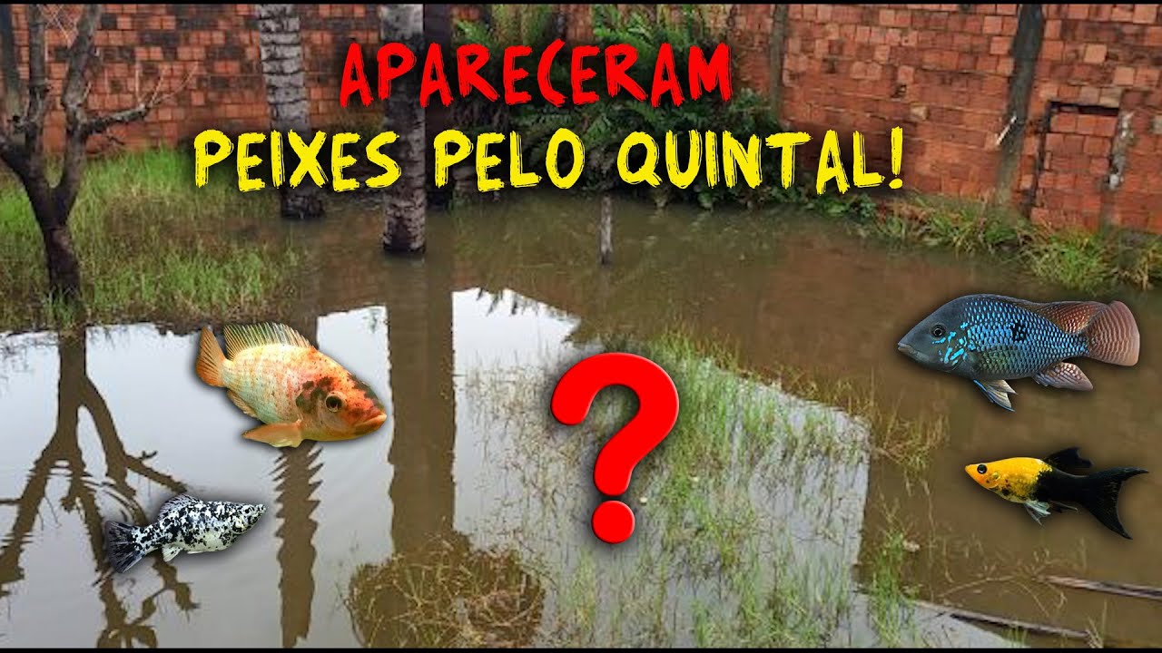 PEIXES INVADIRAM MEU QUINTAL AP&Oacute;S AS CHUVAS!