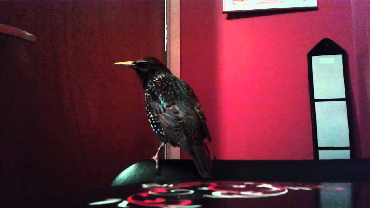 RASCAL THE STARLING TALKS