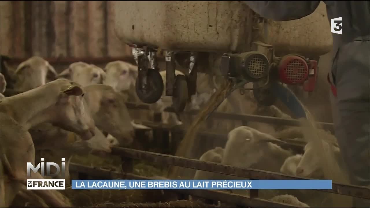 La Lacaune, une brebis au lait précieux