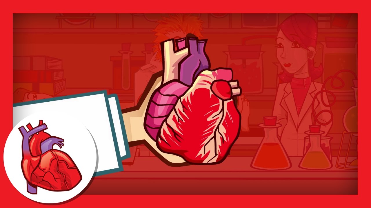 What is the heart?