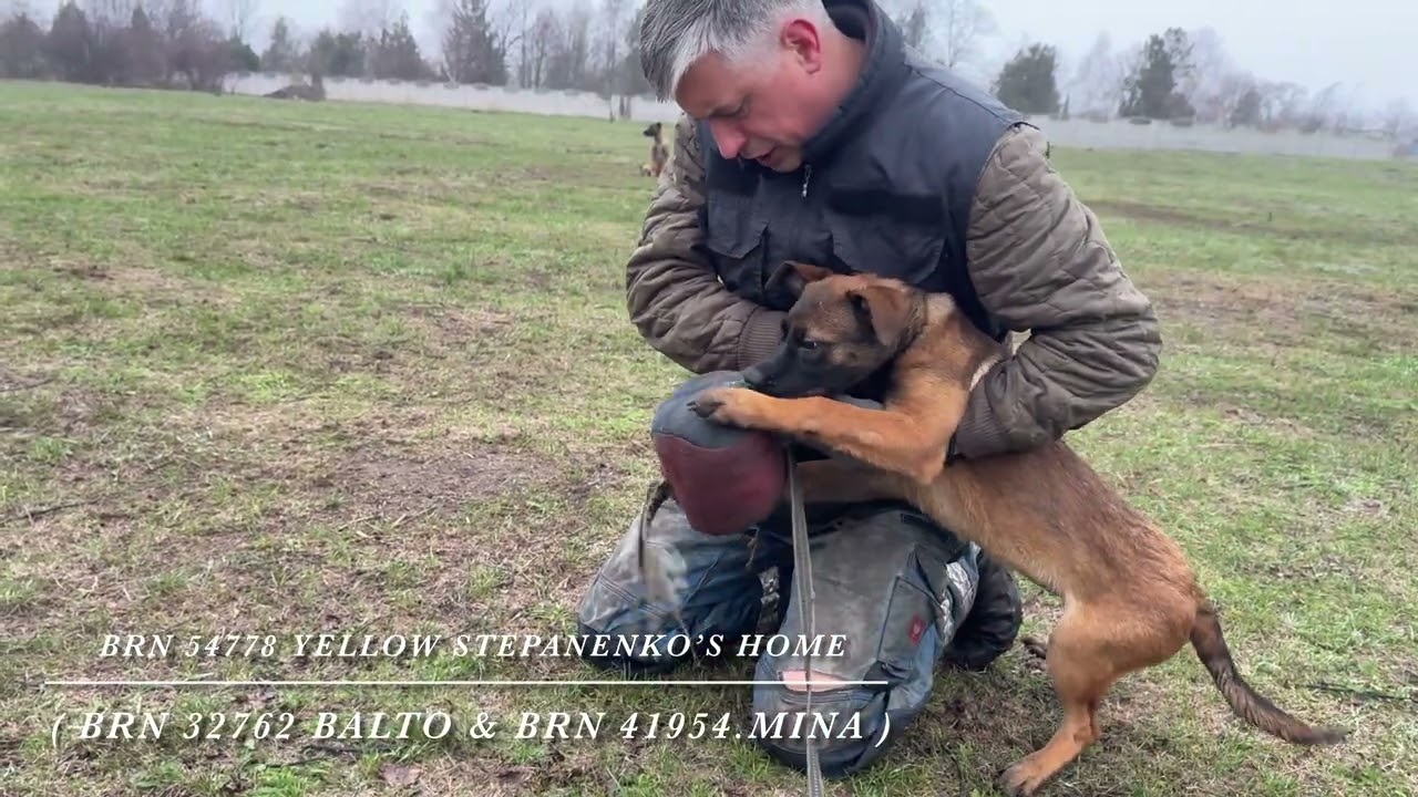 BRN 54778 Yellow Stepanenko’s Home 4 months 