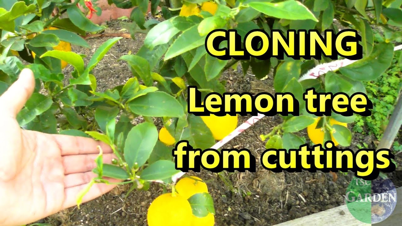 propagate Lemon tree from cuttings (the easy way)