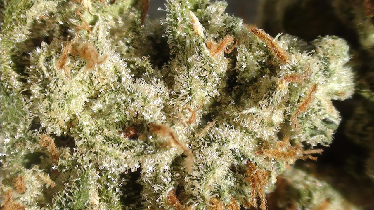 AMNESIA HAZE WEED STRAIN REVIEW