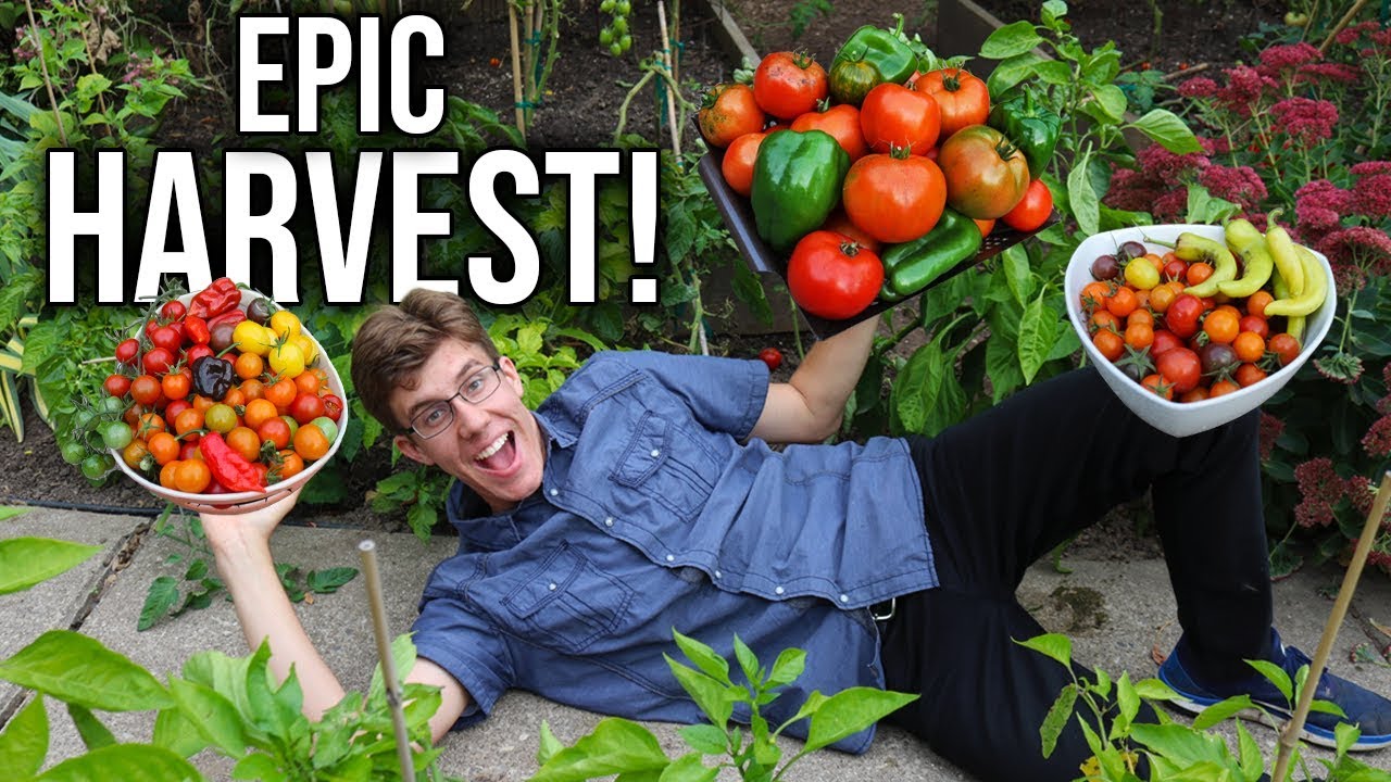 Front Yard Garden Harvest, Sustainable Small Space Vegetable Growing