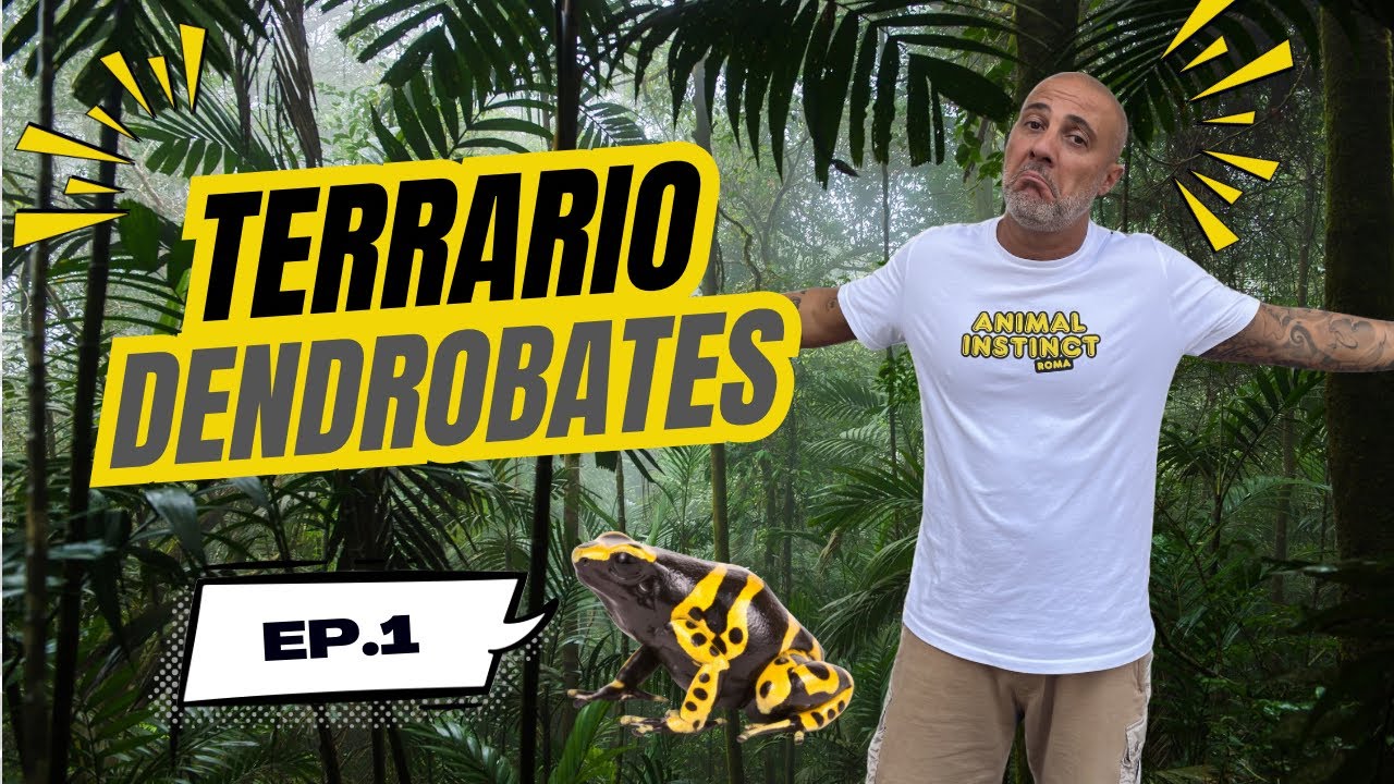 HO ALLESTITO UN TERRARIO PER DENDROBATES, RANE FRECCIA!