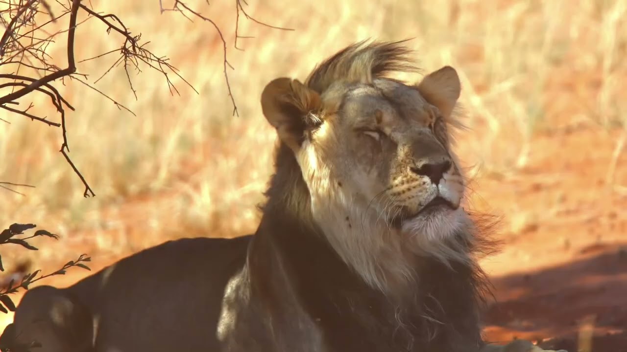 Kgalagadi Nossob 4x4 drive - March 2023