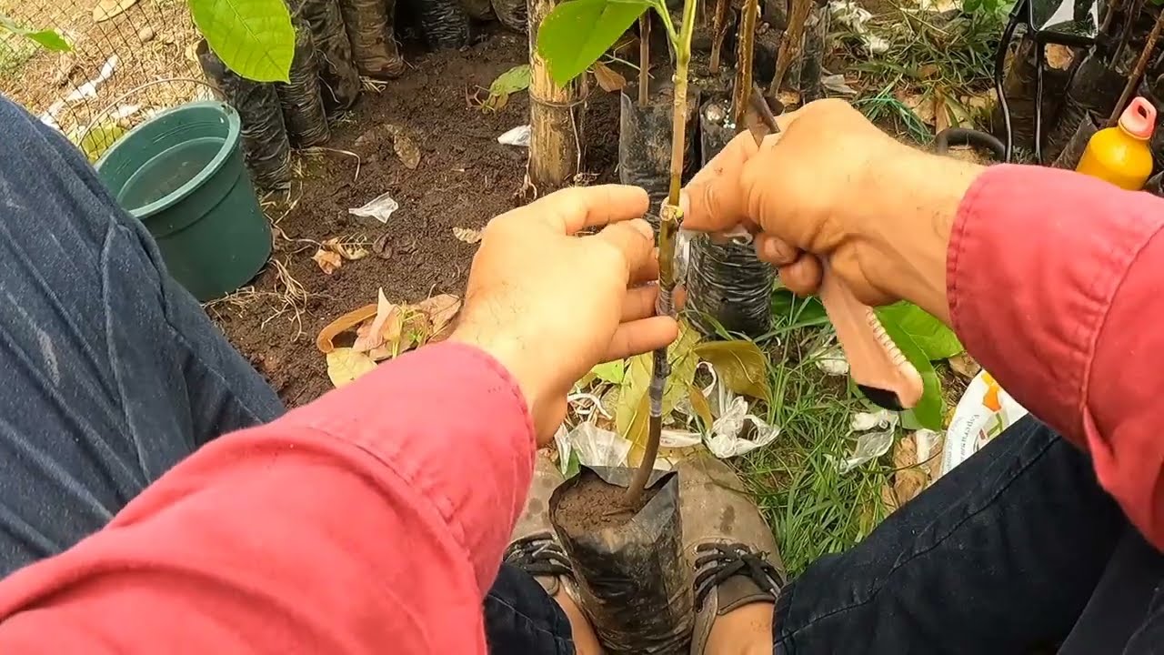 Como fertilizamos los injertos en el Vivero 
