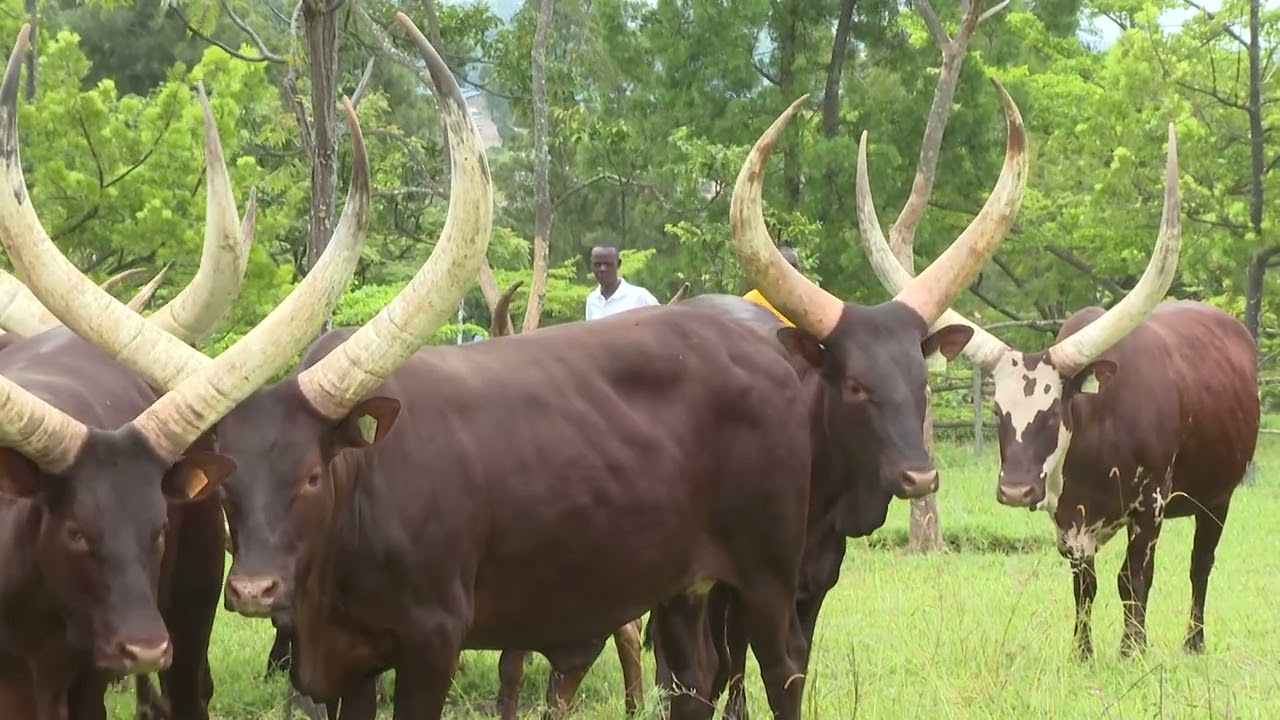 Traditional  Rwandan cows/Inyambo