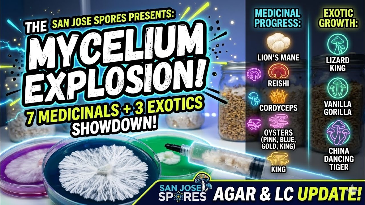 7 Medicinals + 3 Exotics: The San Jose Spores Lineup