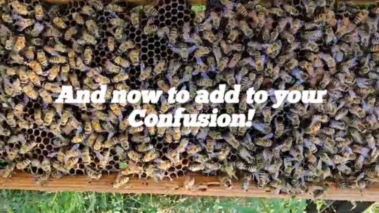 ☯️  QUEEN RIGHT??  CONFUSION!  