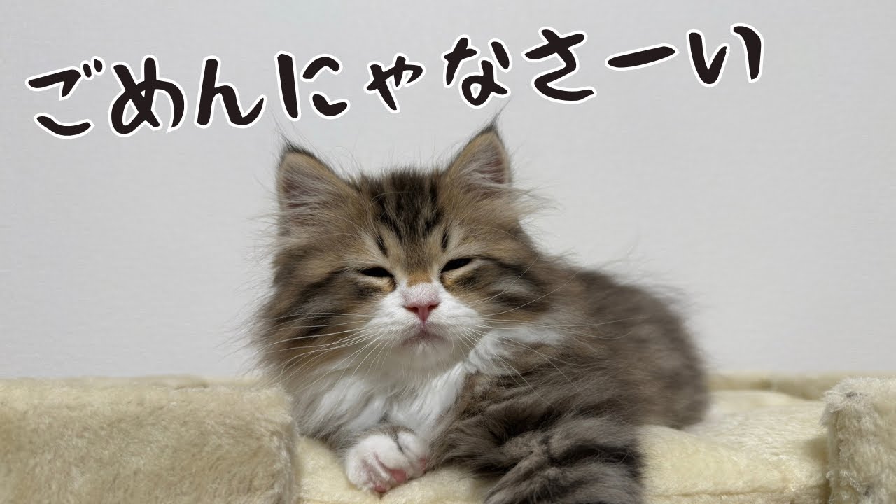 【サイベリアンの子猫】まさかの事件発生！犯人は全く反省していないこの子です。
