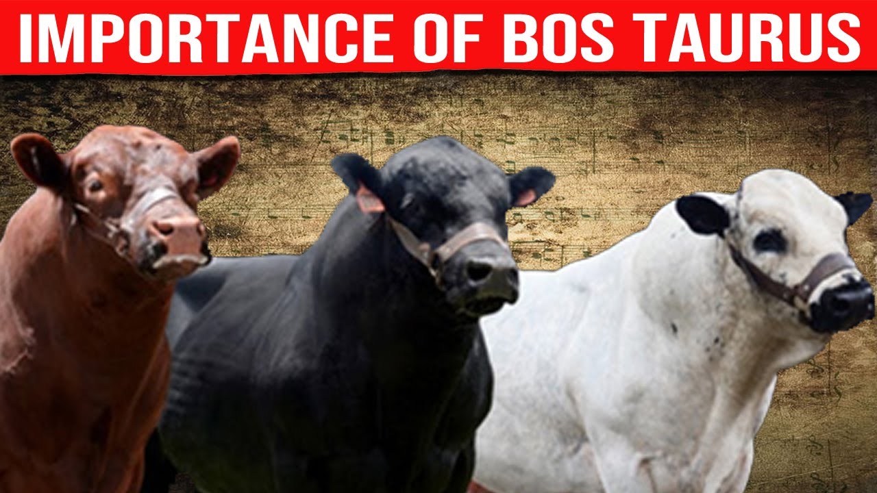 ⭕ BOS TAURUS BULLS And Their Importance In Cattle Breeding ✅ Biggest Bulls And Cow