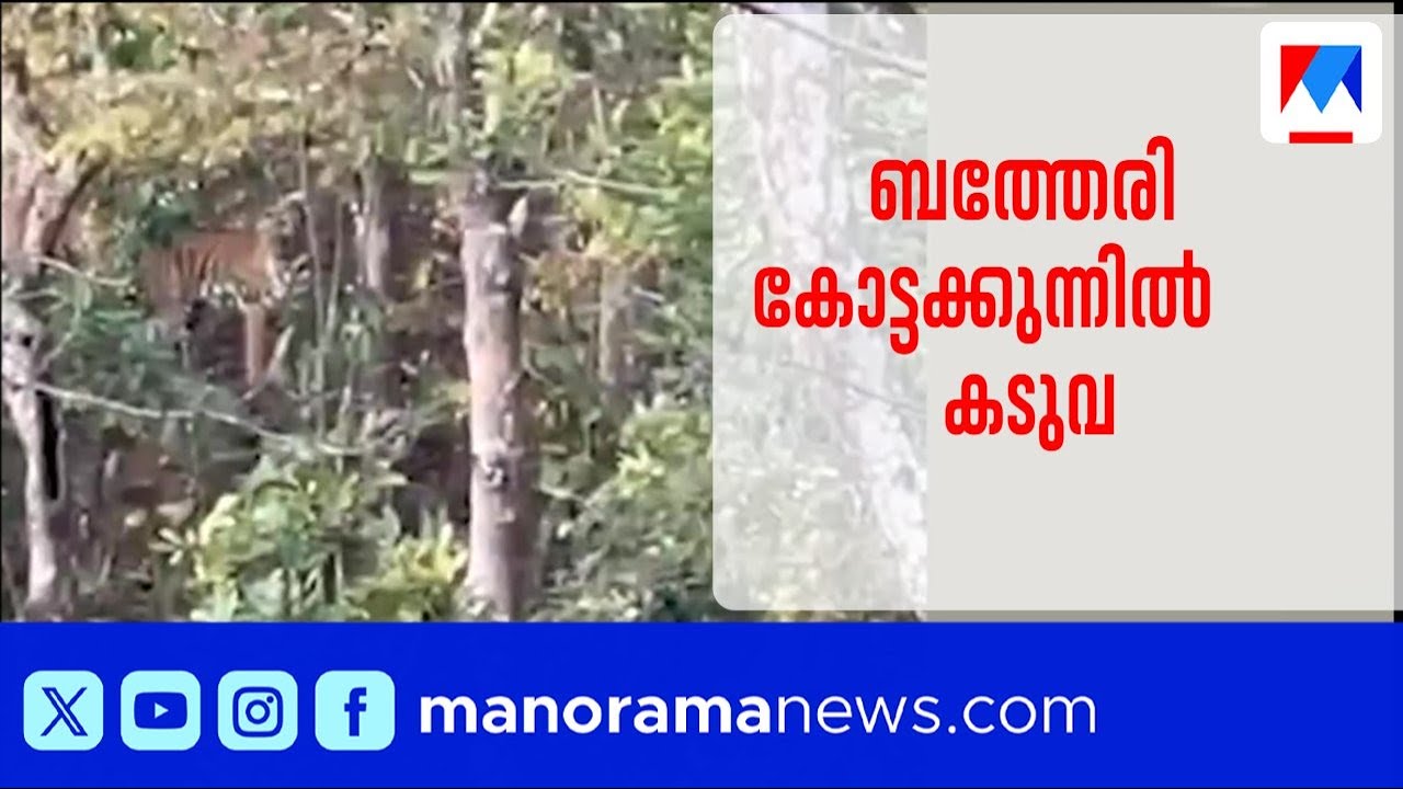 ബത്തേരി കോട്ടക്കുന്നിൽ കടുവ; അതിഥി തൊഴിലാളികൾ പകർത്തിയ ദൃശ്യം പുറത്ത് ​| Tiger | Wayanad