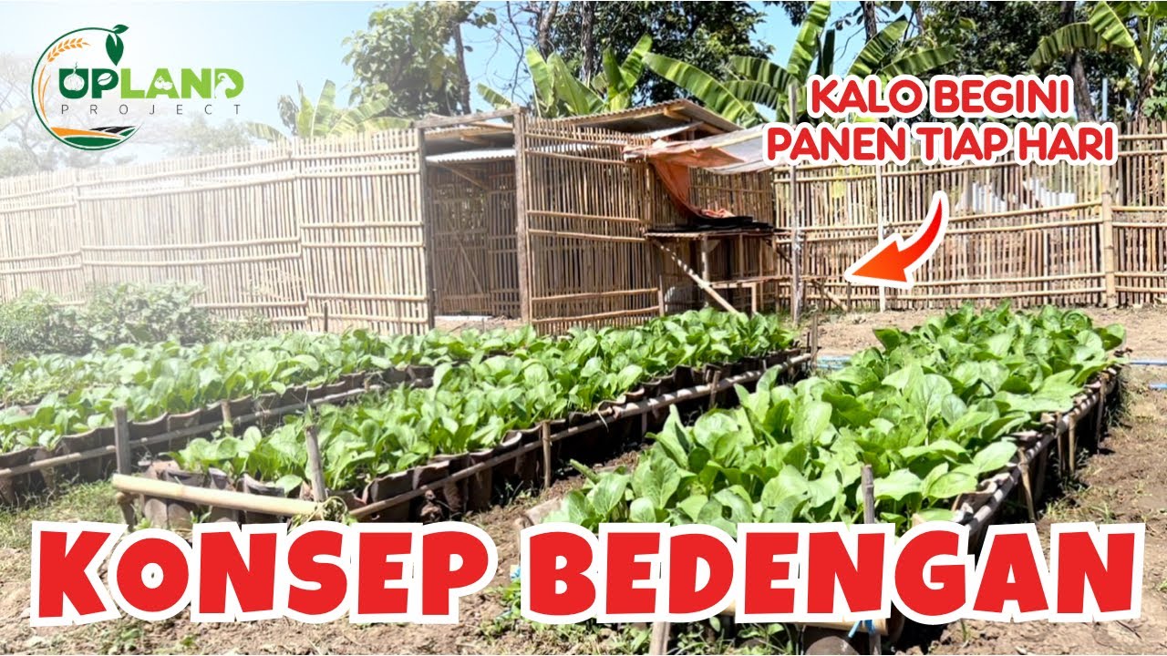 4 Konsep Bedengan untuk Pertanian 1005 - Konsep Pertanian Organik | UPLAND Project