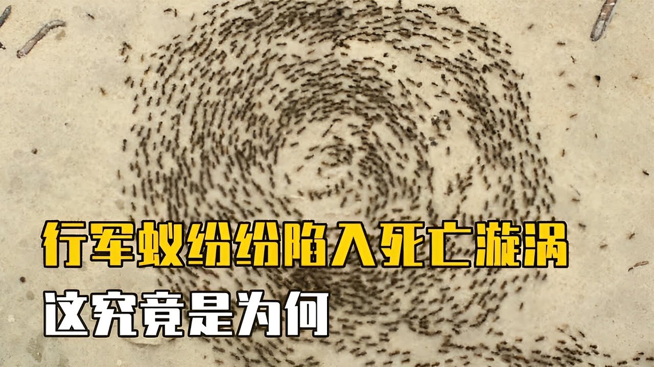 开天辟地的行军蚁，却陷入了死亡漩涡，这究竟是为何【万物真实】