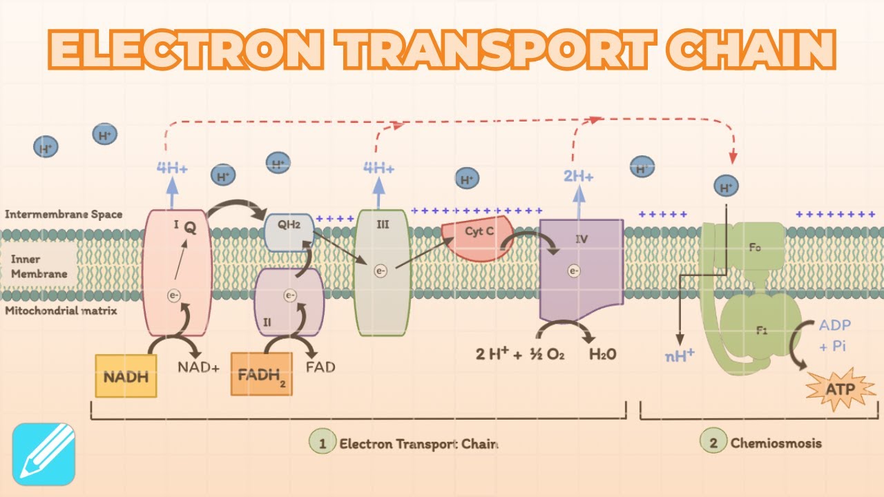 Electron Transport Chain (Oxidative Phosphorylation) | Metabolism