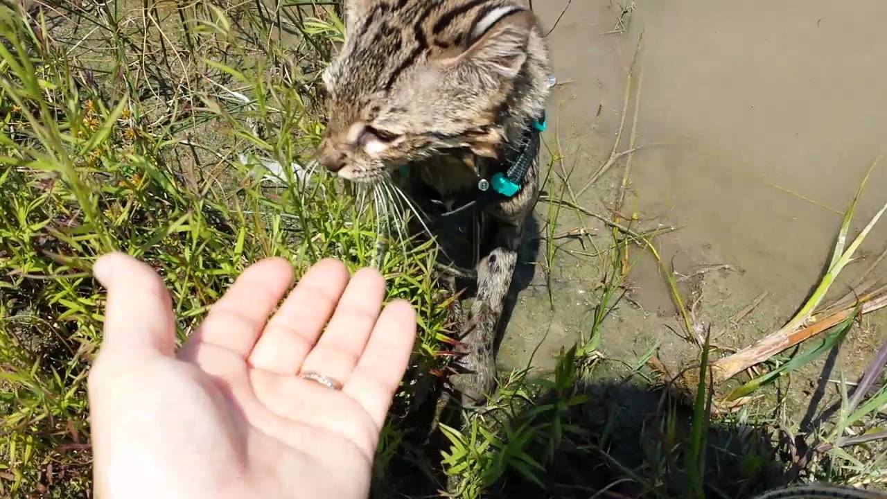 Gimmick the  Swimming Geoffroy Cat 6-10-16