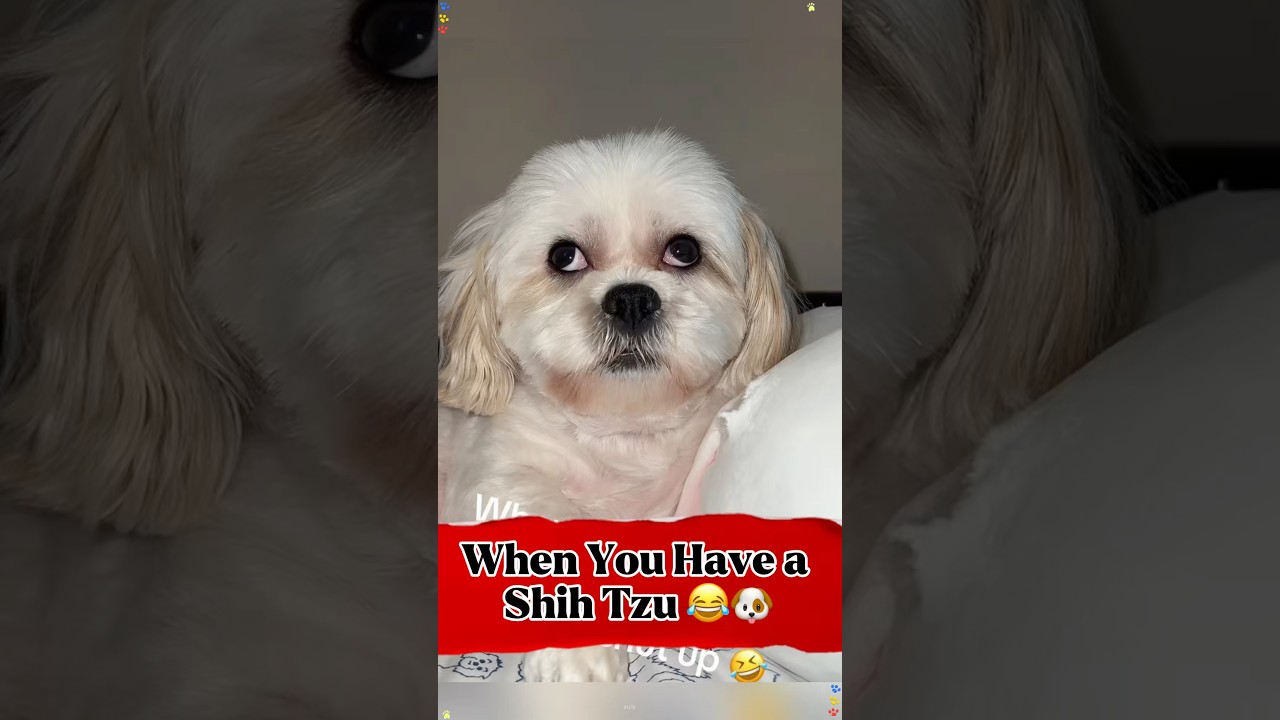 Kiedy masz Shih Tzu 😂🐶 #śmieszne #kr&oacute;tkiefilmy #youtubeshorts #ytshorts #kr&oacute;tkifilm #wirusowe #trendy