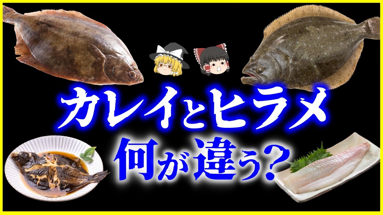 【ゆっくり解説】なぜ&ldquo;片目&rdquo;が移動した？カレイとヒラメ、何が違う？を解説/進化が生んだ奇跡の魚&hellip;「右ヒラメ・左カレイ」はウソ！？