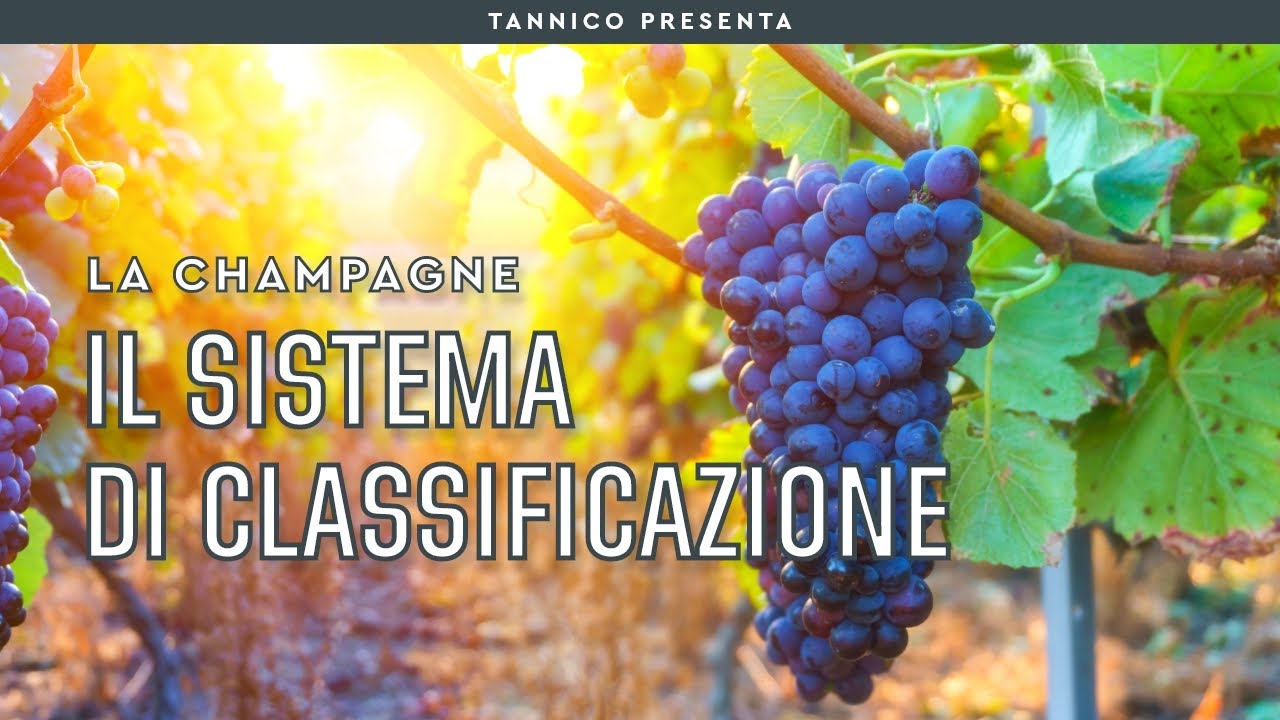 Capire la classificazione degli Champagne e imparare a leggere l'etichetta | Tannico Flying School