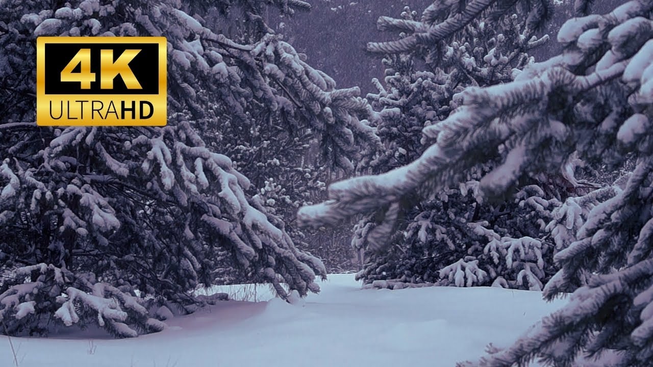 2 Hours Snowy Forest Sounds for Deep Sleep ❄️ Winter Ambience & Blizzard Wind for Sleeping (4K)