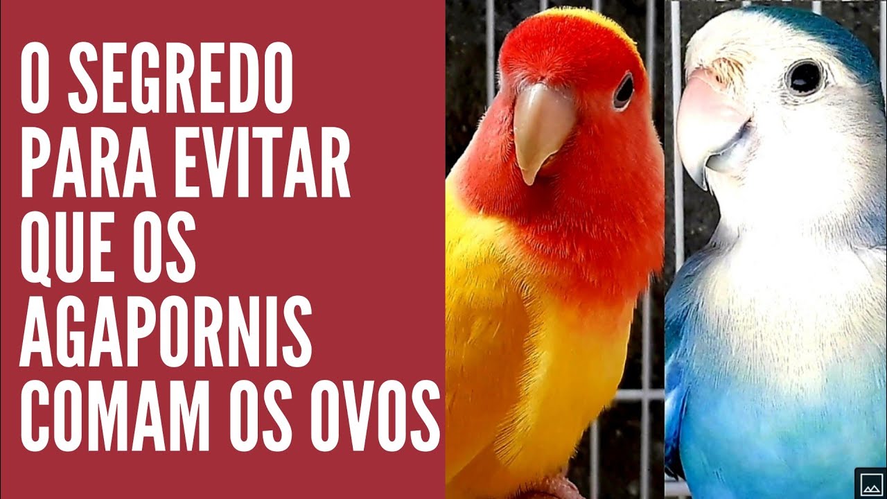 O segredo para evitar que seus agapornis comam os ovos ou joguem fora do ninho