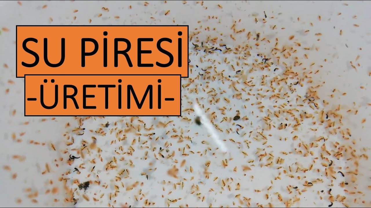 Su Piresi Nedir ve Nasıl &Ccedil;oğalır? | Balıklara Faydalı Mıdır?