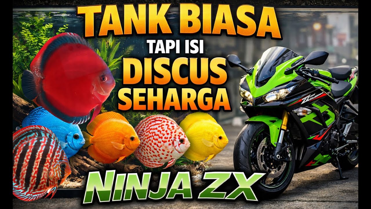 TANK BIASA TAPI ISI DISCUS SEHARGA KAWASAKI NINJA ZX | IKAN DISCUS FISH | AQUARIUM | AQUASCAPE