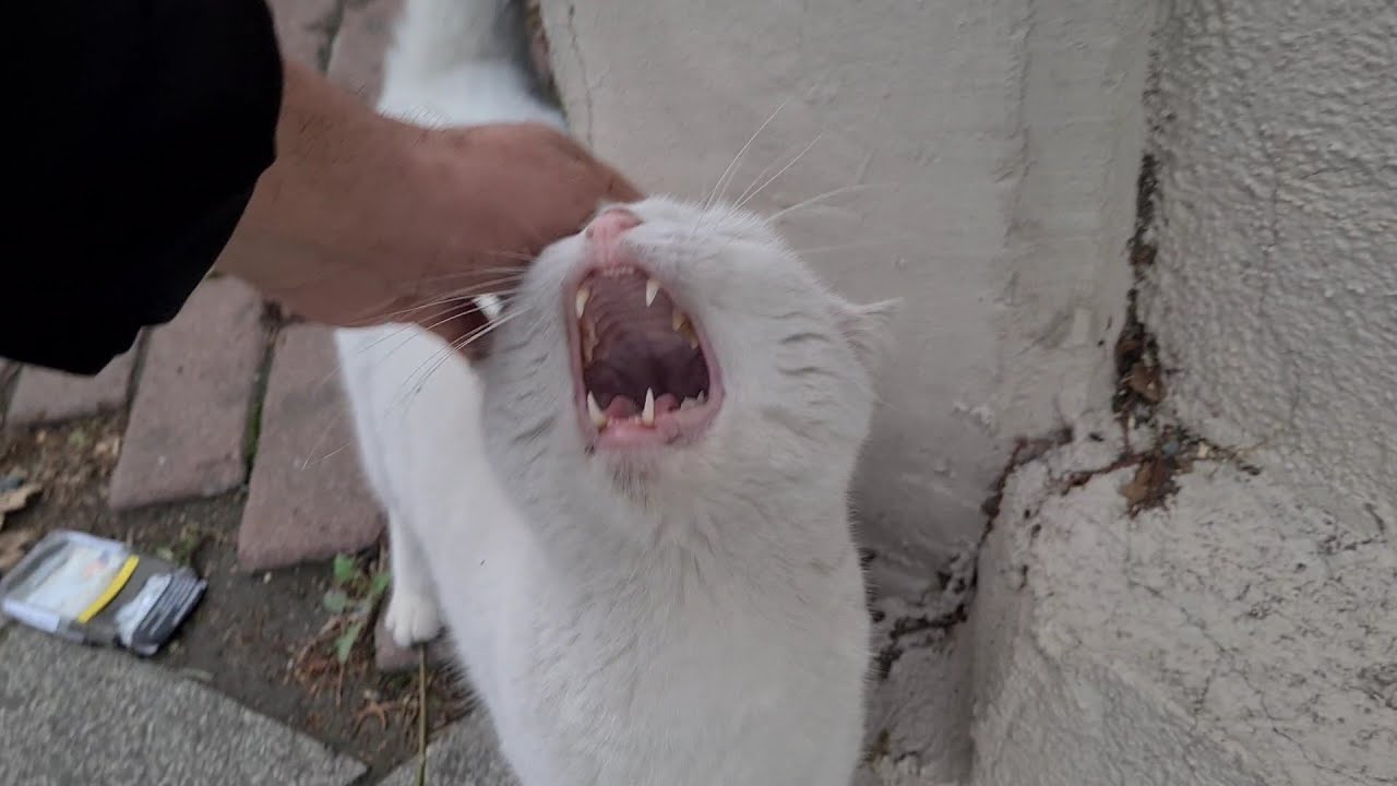 She's a Monster, The World's Sharpest Toothed Psychopath Angry White Cat.