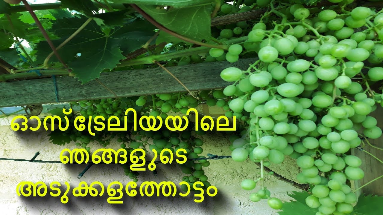 Australian backyard vegetables | ഓസ്‌ട്രേലിയയിലെ ഞങ്ങളുടെ അടുക്കളത്തോട്ടം