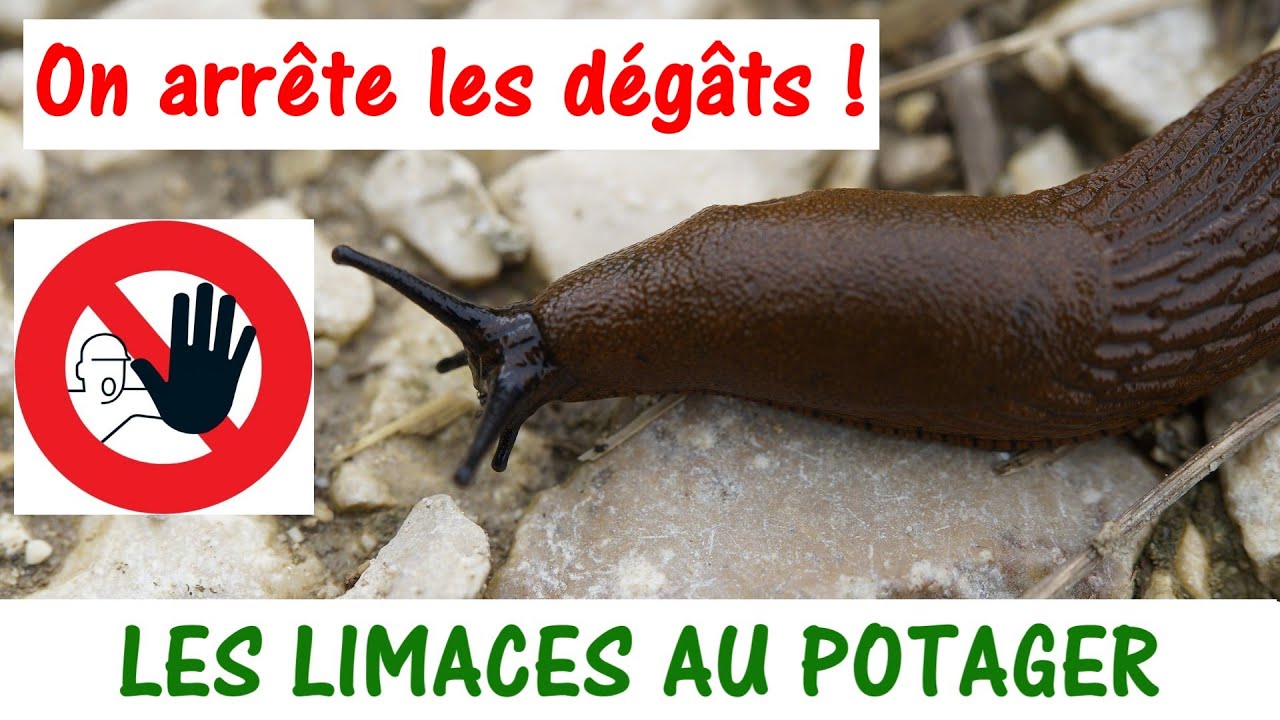 11 MÉTHODES ANTI-LIMACES
