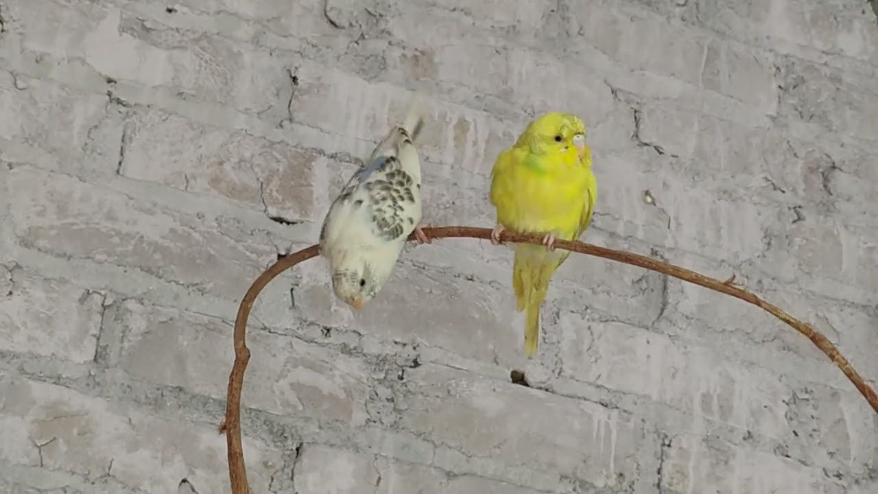 #birds ❤️