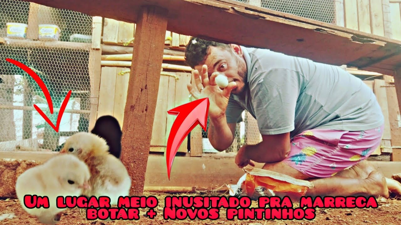 Nasceu mini modelados + colhendo ovos