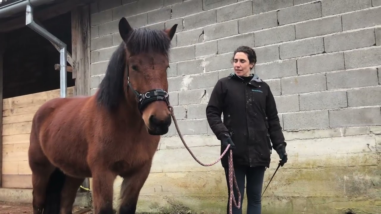 Cvjetko 5. sat, Horses of Magic
