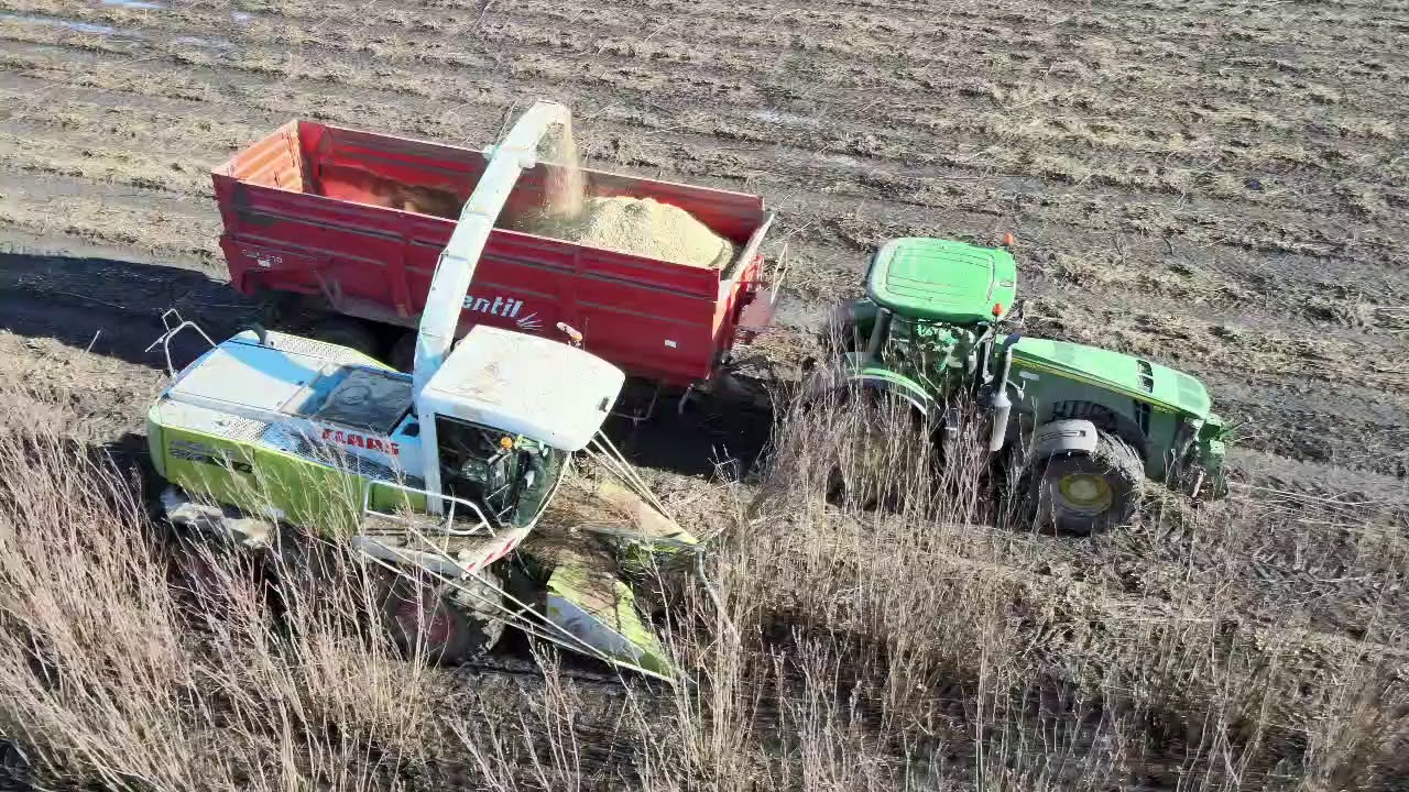 Exata group. Energy willow harvest.2021